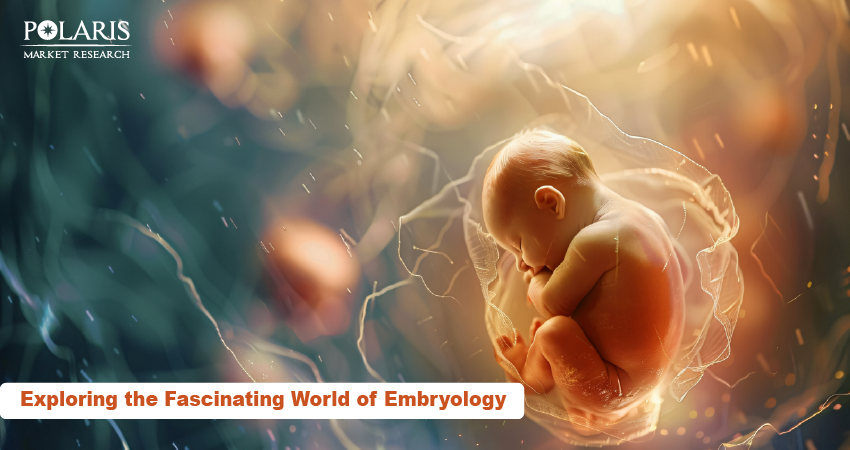 Exploring the Fascinating World of Embryology